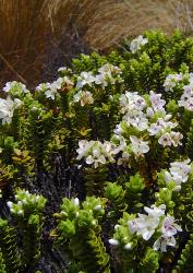 Veronica masoniae. Habit. Cobb Valley, North-west Nelson.
 Image: P.J. Garnock-Jones © P.J. Garnock-Jones CC-BY-NC 3.0 NZ